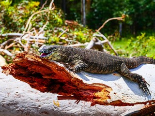 Closeup of a Nile monitor (Varanus niloticus) on a broken tree trunk against blurred background