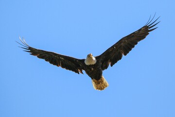 Low angle shot of a bald eagle flying in a cloudless blue sky