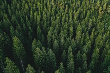 Aerial shot of a pine forest. - obrazy, fototapety, plakaty