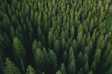 Tuinposter Aerial shot of a pine forest. © Thomas Langmann/Wirestock Creators