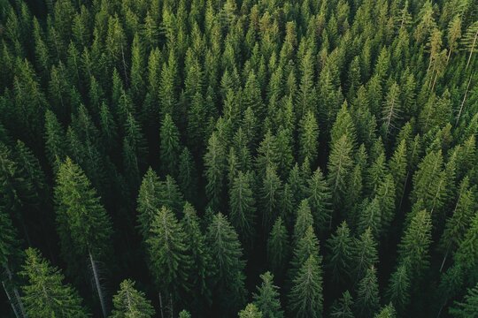 Aerial shot of a pine forest.