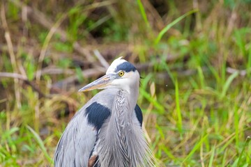 Close-up of a great blue heron (Ardea herodias) in a green meadow