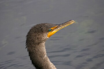 Closeup of a beautiful Double-crested cormorant swimming on a lake