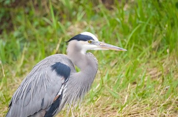 Close-up of a great blue heron (Ardea herodias) in a green meadow