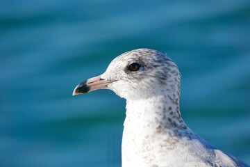 Close-up of a Delaware gull (Larus delawarensis) with a blue sea in the background