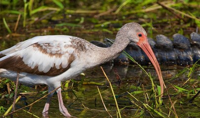 Closeup of an Ibis bird looking for food in a pond
