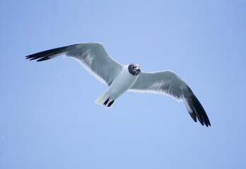Fototapeta na wymiar Beautiful flight of a white seagull wings with a blue sky on the horizon