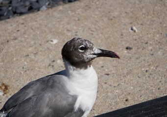 Closeup view of a seagull with a gray head isolated on the beige stone background