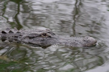 Close-up of a pike alligator (Alligator mississippiensis) swimming in a swamp