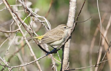 Closeup of a palm warbler (Setophaga palmarum) perched on a tree branch