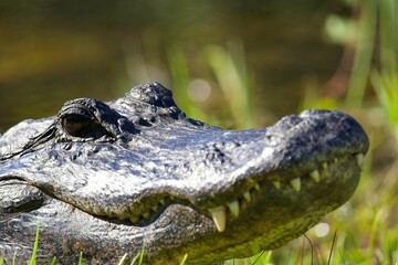 Closeup of an American alligator