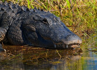 Closeup of an American alligator by a pond
