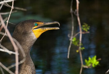Closeup of a beautiful Double-crested cormorant by the lake