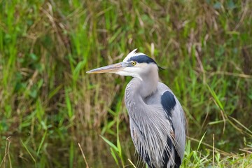 Closeup of a Great blue heron in a field