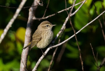 Closeup of a Palm warbler perched on a tree branch
