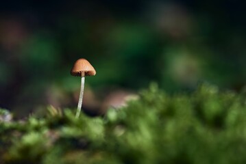 Closeup of a small grooved bonnet mushroom against the blurred green background of a forest