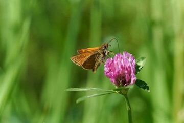 Close-up shot of a large skipper sitting on a pink flower isolated on a blurred background