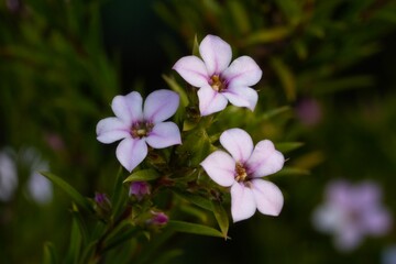 Closeup shot of pink garden phlox flowers isolated on a blurred background