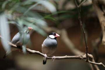 Closeup of beautiful Java sparrows on a branch with blurred background