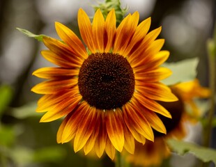 Obraz premium Closeup of a beautiful sunflower growing in a garden