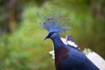 Closeup of a beautiful Victoria crowned pigeon on a blurred nature background