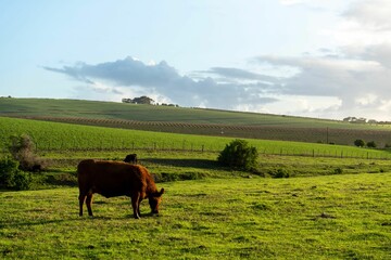 View of a beautiful cow grazing in a field with fresh grass during sunrise