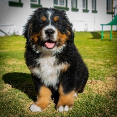 Closeup of a beautiful small dog with happy face looking at the camera