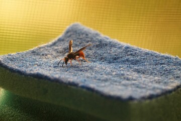 Closeup shot of a bee on sponge detecting pollen
