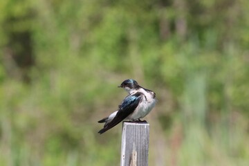 Closeup shot of the common house martin (Delichon urbicum)