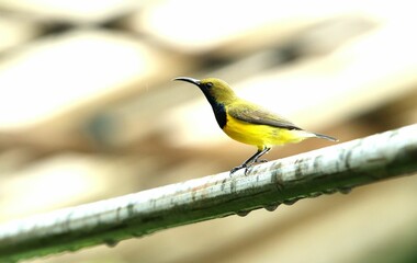 Close-up shot of an olive-backed sunbird (Cinnyris jugularis) perched on a tube