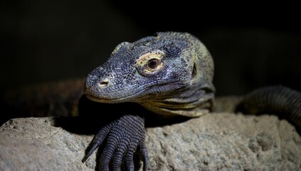 Closeup of a beautiful Komodo dragon sitting on a stone at a zoo