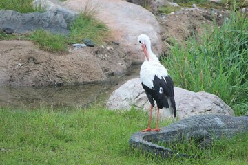 Scene of a stork (Ciconiidae) sitting on the crocodile's (family Crocodylidae) tail in the park