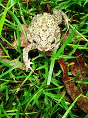 Fototapeta premium Toad perching on grass