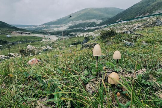 Close-up shot of panaeolus semiovatus mushrooms growing in a meadow with mountains in background