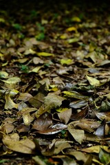 Vertical selective focus of yellow leaves on the ground in the forest
