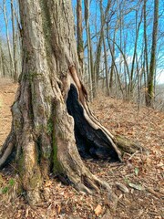 Vertical shot of a large tree trunk with a hole in a forest on the Appalachian Trail, Georgia