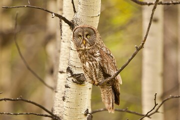 Close-up view of a Great grey owl perching on the thin branch of a tree