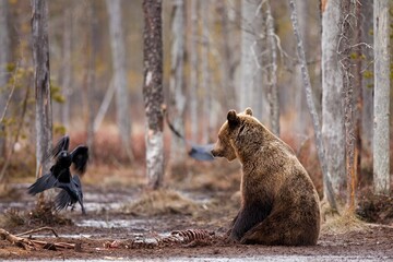 Grizzly bear is looking at the ravens while sitting in the middle of trees in a forest