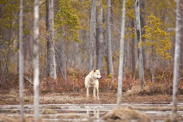 Arctic wolf near the river in a forest at fall - Canis lupus arctos in the woods on an autumn day © Valhalla/Wirestock Creators