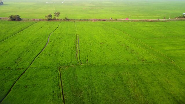 Drone shot of paddy fields in upper Kuttanad on a misty day