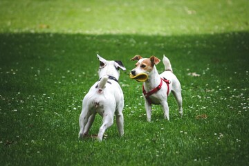 Pair of adorable dogs playing together on a green field