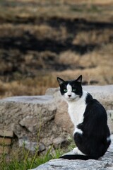 Cute black and white cat resting on the rock and looking at the camera on the blurred background