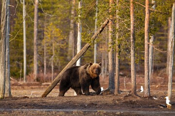 Brown Bear walking in the forest