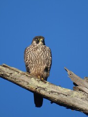 Vertical shot of a Peregrine falcon perched on a tree under the sunlight and a blue sky