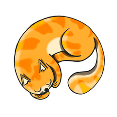 A sleeping cat in rolled position. Adorable sleeping cat