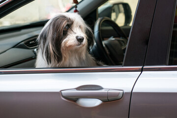 Shih Tzu Maltese small dog sitting inside car looking out of the window.