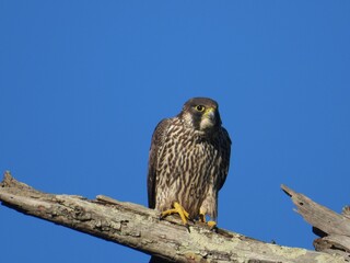 Closeup of a Peregrine falcon perched on a tree under the sunlight and a blue sky