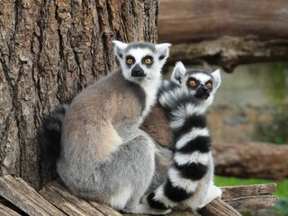 Closeup shot of ring-tailed lemurs near a tree in a zoo