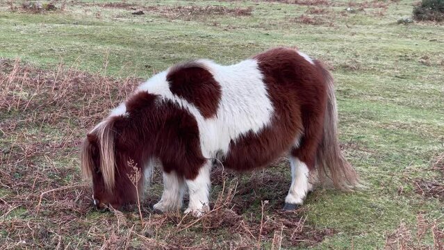 Adorable Shetland pony animal grazing grass land