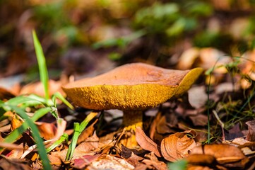 Closeup low-angle shot of a Boletaceae mushroom with selective focus